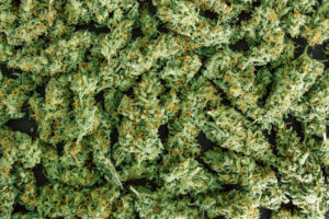 medical marijuana and workers' compensation